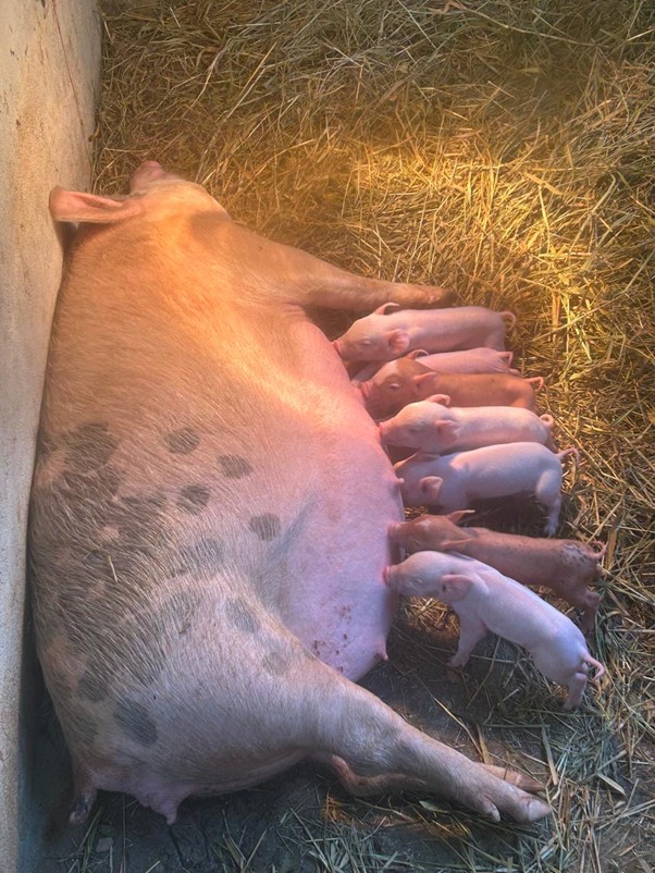 sau ferkel