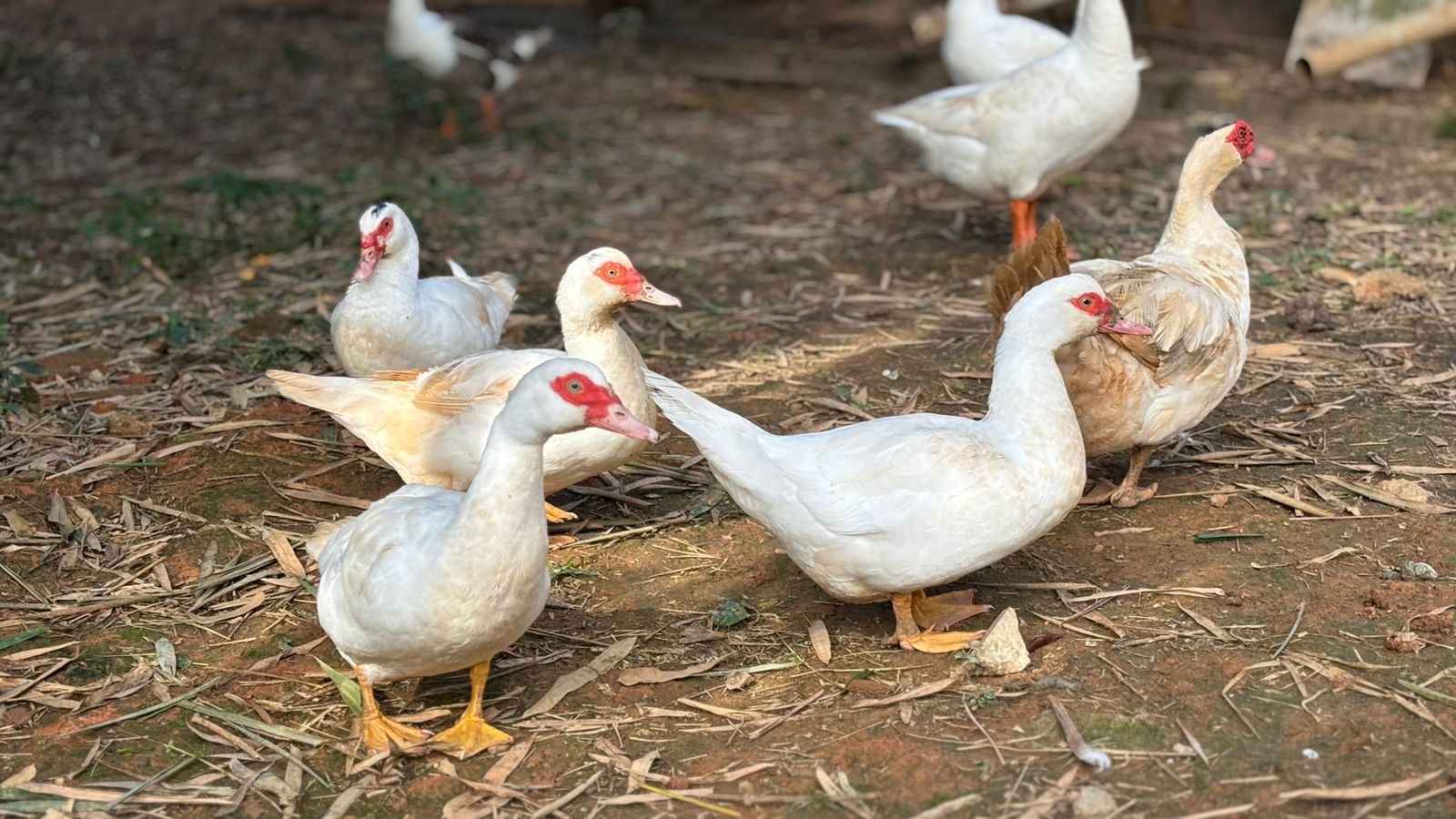 Patos em uma área ao ar livre da fazenda.
