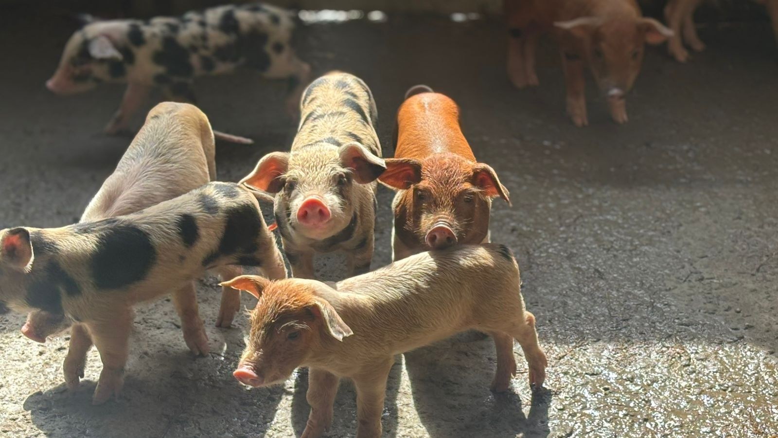 Leitões de diferentes cores em uma baia da fazenda.